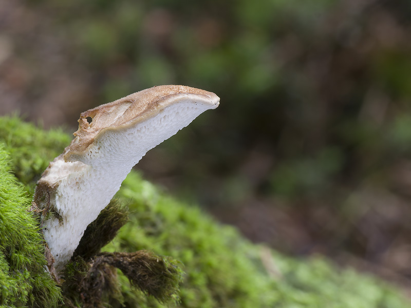 Jahnoporus hirtus